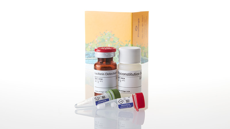 V8421_P450-Glo--CYP1A2-Induction-3a-Inhibition_3