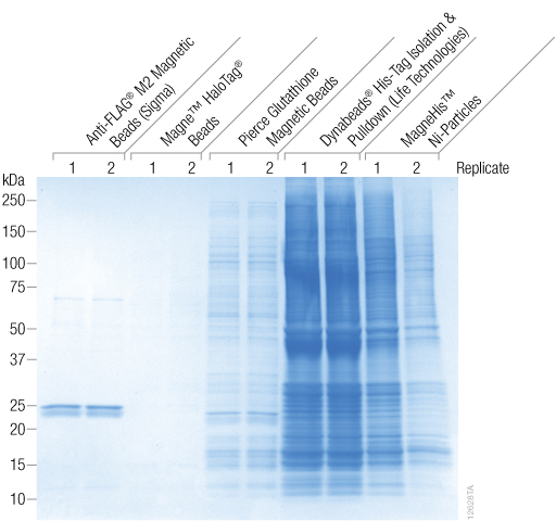 Coomassie® blue-stained SDS-PAGE gel  comparing nonspecific binding of magnetic resins.