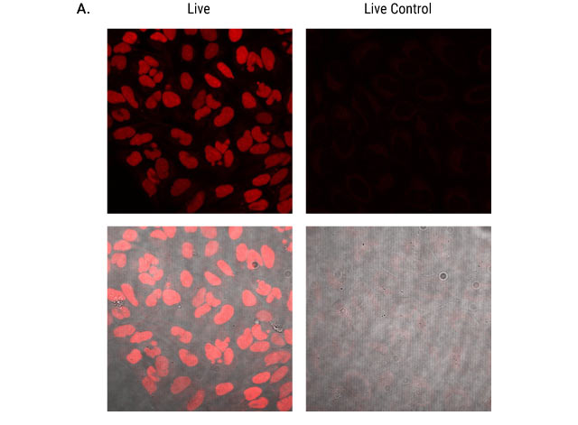 Live cell labeling with Janelia Fluor 549 HaloTag Ligand 15240ta-wa