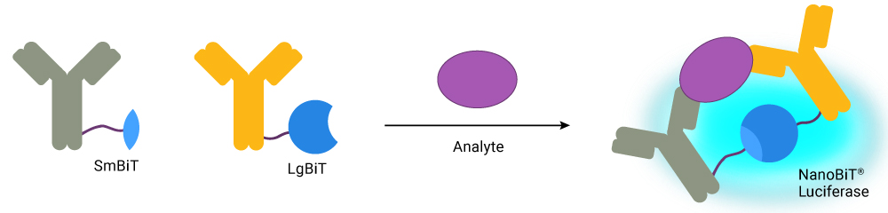 How the lumit HMGB1 assay works.