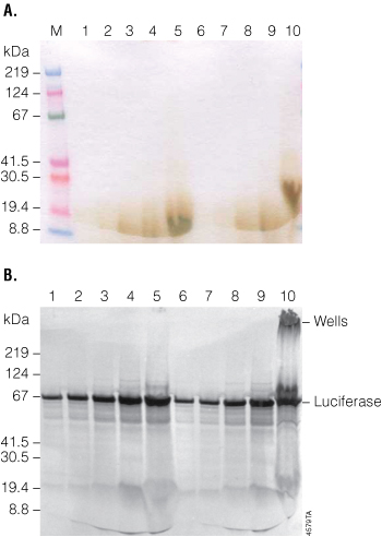 The effects of loading and running parameters on SDS-PAGE results.