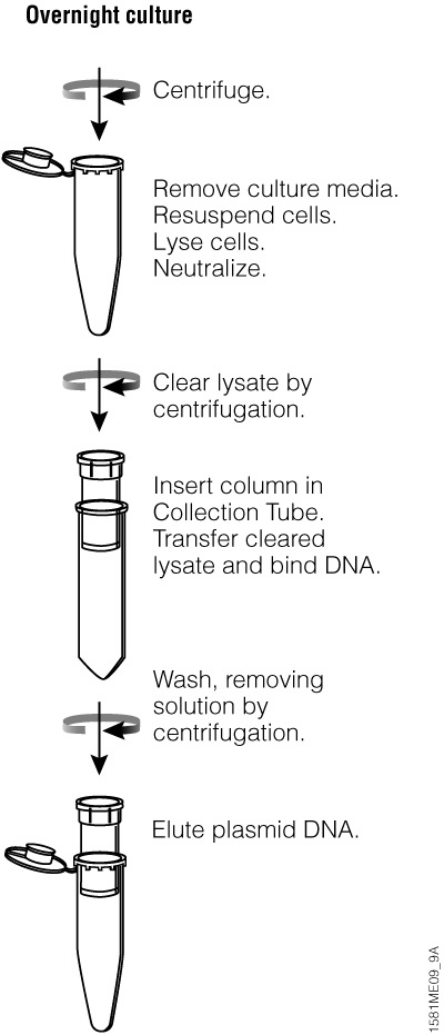 Plasmid prep protocol overview--Wizard SV Kit
