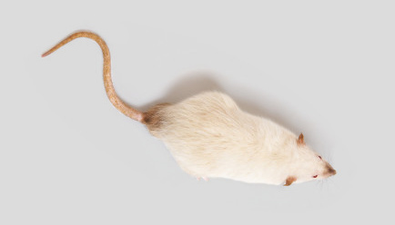 mouse